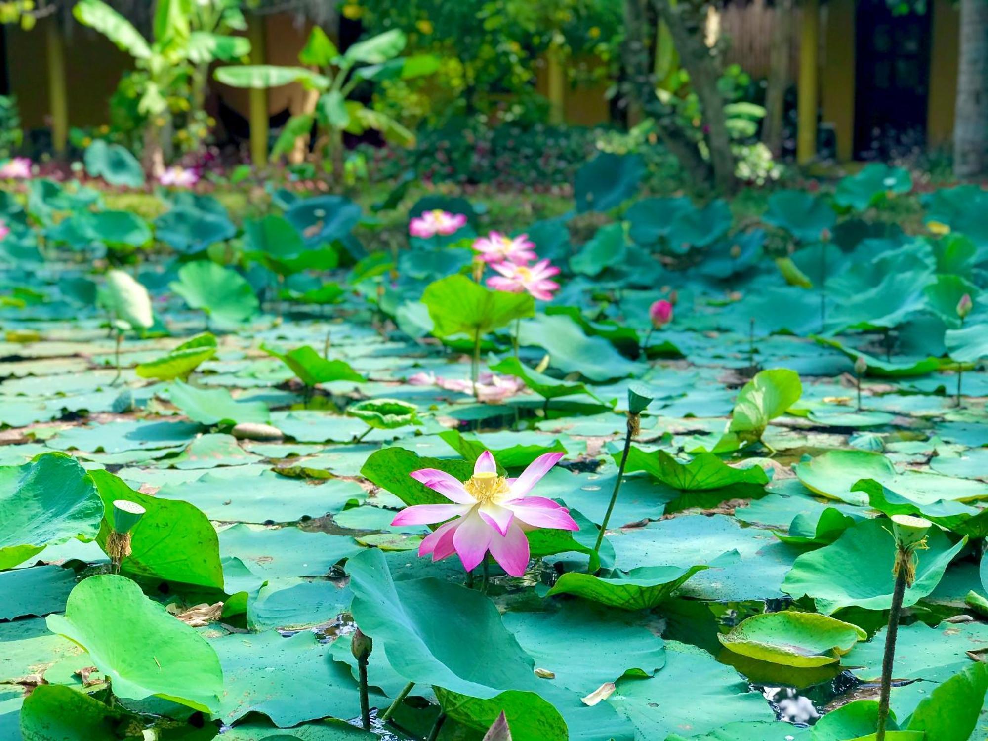 Mango Home Riverside Ben Tre Exterior foto
